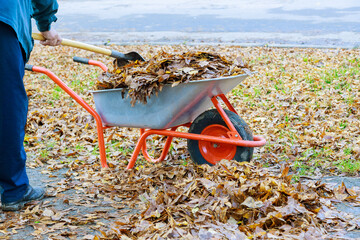 Wall Mural - During autumn leaf cleaning, municipal worker is cleaning sidewalk with wheelbarrow that is full dried leaves