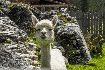 Sticker - alpaca adorable fluffy portrait looking at you