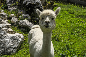 Sticker - alpaca adorable fluffy portrait looking at you