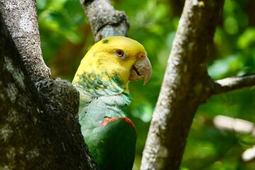 Portrait of beautiful Yellow-headed Amazon Parrot in Mexico on green blurry background behind the tree branches. High quality photo