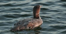 Closeup Of Common Loon Bird In Nature