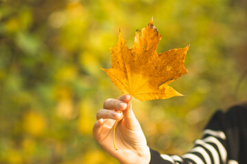 The girl is holding a yellow maple leaf in her hands. Autumn maple leaf in hands. The child enjoys autumn. The girl collects autumn leaves.