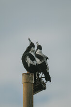Magpie Warble