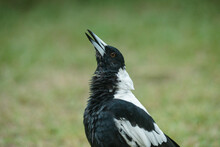 Magpie Warble