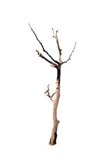 Wall Mural - Dead single old tree isolated