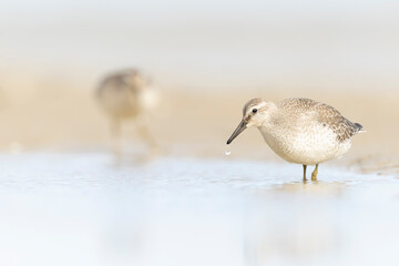 Wall Mural - A first calendar year red knot (Calidris canutus) in winter plumage foraging on the beach.