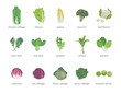 Set of different vegetables. Lettuce leaf and cabbage on white background. 