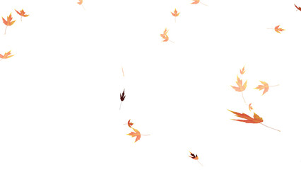 Wall Mural - falling isolated autumn colored maple leaves