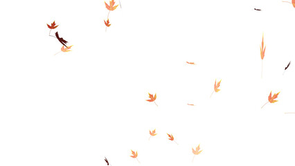 Wall Mural - falling isolated autumn colored maple leaves