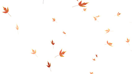 falling isolated autumn colored maple leaves
