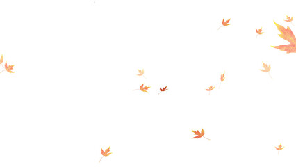 Wall Mural - falling isolated autumn colored maple leaves