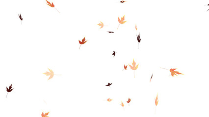 Wall Mural - falling isolated autumn colored maple leaves