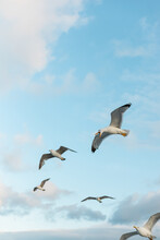 Low Angle View Of Wild Seagulls Flying Against Blue Sky With Clouds.