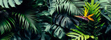 Fototapeta Łazienka - Tropical forest, Bird of paradise flower or strelitzia reginae blooming on green nature background