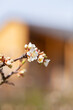 Leinwandbild Motiv Plum tree blooming