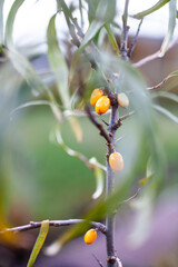 Wall Mural - Sea-bockthorn