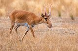 Fototapeta  - Male saiga antelope or Saiga tatarica walks in steppe
