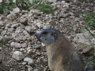 Wall Mural - marmot groundhog outside nest portrait