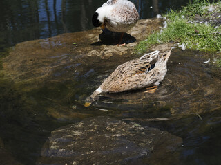 Wall Mural - female wild duck portrait in the lake