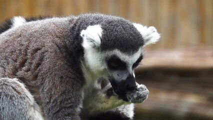 Wall Mural - ring tailed lemur eat crackers on a blurred gray background. slow motion