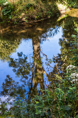 River in the forest 2