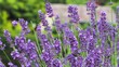 Lavendel und Bienen - lavandula angustifolia 