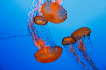 Sea nettle - a huge orange deep ocean jellyfish