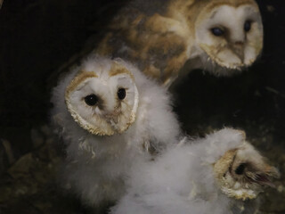 Canvas Print - newborn baby night owl close up portrait in a training falconry