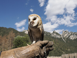 Sticker - night owl on blue sky background close up portrait in a training falconry camp