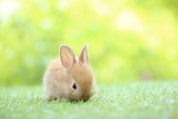 Wall Mural - Cute little rabbit on green grass with natural bokeh as background during spring. Young adorable bunny playing in garden. Lovrely pet at park