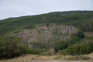 a patch of birch
