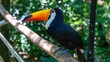 Toucan perched on branch at the zoo