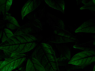 Wall Mural - Beautiful abstract green flowers on dark background, yellow flower frame, green leaves texture, green background, dark theme, green leaves texture, flowers for Christmas and Valentine celebrations