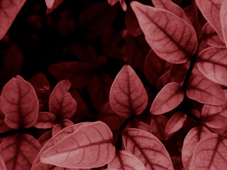 Wall Mural - Beautiful abstract color pink flowers on black background, light red flower frame, pink leaves texture, flora background, valentines day, love theme, red texture 