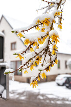Branch Of Blooming Forsythia Covered With Snow