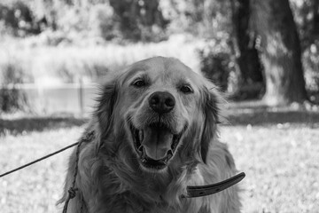 Canvas Print - Beautiful grayscale portrait of a happy golden retriever in the park