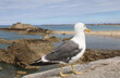 white seagull with yellow beak that controls the islands