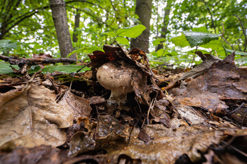 Wall Mural - A non-edible fungus growing in the forest.