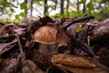 Sticker - An edible mushroom growing among leaves in the forest.