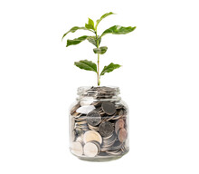 Tree Plumule Leaf On Save Money Coins, Business Finance Saving Banking Investment Concept.
