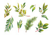 Green watercolor tea leaves. Set of vector watercolor leaves. Hand drawn botanical illustrations. Tea Leaf Isolated Images. Tea leaf art. Green Tea Leaves Set. 
