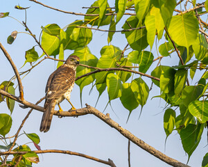 a sparrow hawk resting on a tree