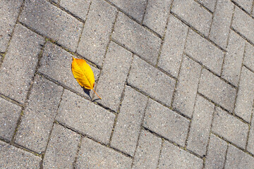 a yellow leaf on a paving stone that fell from a tree on an autumn day. copy space