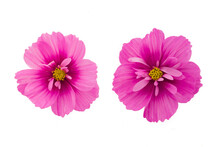 Light Pink Cosmos Flowers Isolated On Black Background.