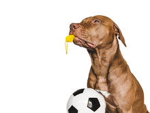 Charming, Lovable Puppy And Referee's Whistle. Preparing For The World Cup. Close-up, Indoors. Studio Photo. Concept Of Care, Education, Obedience Training And Raising Pet