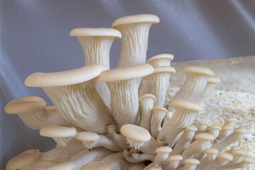 Wall Mural - Young white oyster mushrooms in substarte