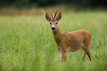 Wall Mural - roe deer, capreolus capreolus, buck looking attentively on a meadow with green grass in summer. wild