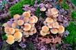 Pilze im Wald im Wald mit intensiven Farben