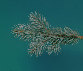 Christmas fir branch on a green background. Christmas dark teal background with copy space. trendy color dark teal