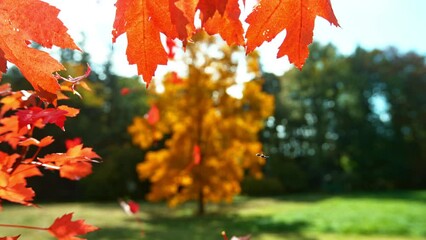 Wall Mural - Super slow motion of falling autumn maple leaves against clear blue sky. Filmed on high speed cinema camera, 1000 fps.